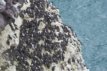 Oiseaux de mer<br>NIKON D4, 500 mm, 720 ISO,  1/640 sec,  f : 9 , Distance : 67 m
